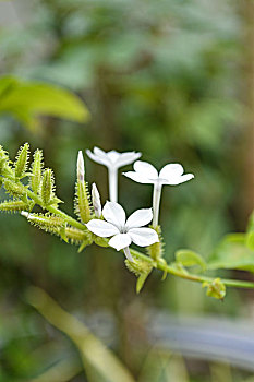 绿芽白花