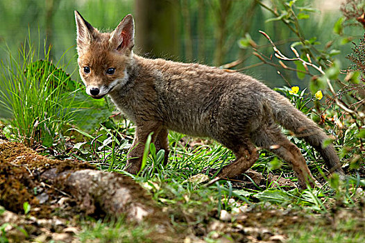 红狐,狐属,幼兽,诺曼底