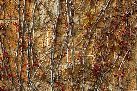 秋天,攀缘植物,墙壁,纹理,背景