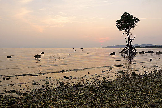 红树林,日落