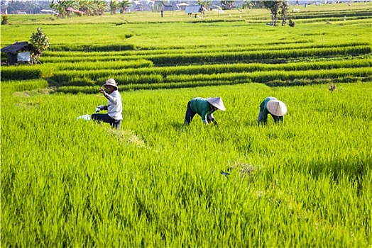 工人,稻田,巴厘岛,印度尼西亚