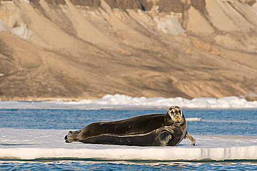挪威,斯瓦尔巴群岛,斯匹次卑尔根岛,成年,髯海豹,浮冰
