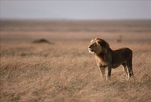 非洲狮,狮子,注视,塞伦盖蒂国家公园,坦桑尼亚