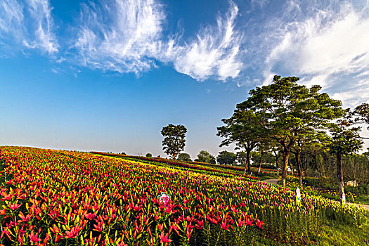 百万花朵百合园