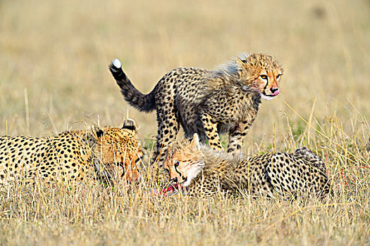 印度豹,猎豹,女性,幼兽,杀,进食,马赛马拉国家保护区,肯尼亚,非洲