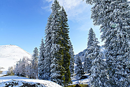 那拉提牧场雪景