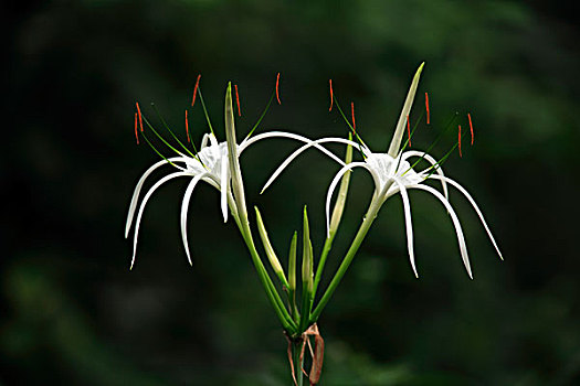 蜘蛛,百合,花,北美