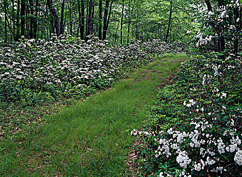 草,遮盖,小路,树林,宾夕法尼亚,美国