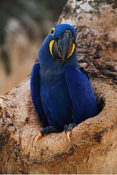 紫蓝金刚鹦鹉,树上,潘塔纳尔,巴西