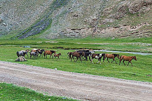 马,跑,山,河,省,吉尔吉斯斯坦,亚洲