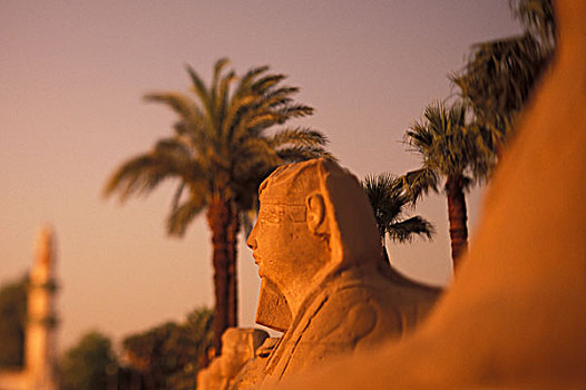 非洲,埃及,路克索神庙,排,拉美西斯二世,狮身人面像,卢克索神庙