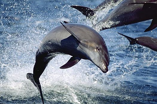 宽吻海豚,特写,群,跳跃,科特兹海,北下加利福尼亚州,墨西哥