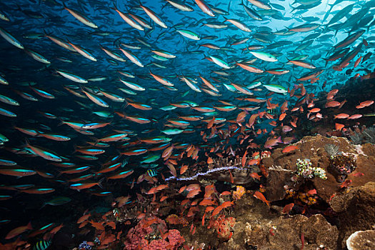 霓虹,上方,珊瑚礁,黑带鳞鳍梅鲷,科莫多国家公园,印度尼西亚