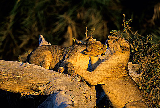 肯尼亚,安伯塞利国家公园,幼兽,狮子,玩