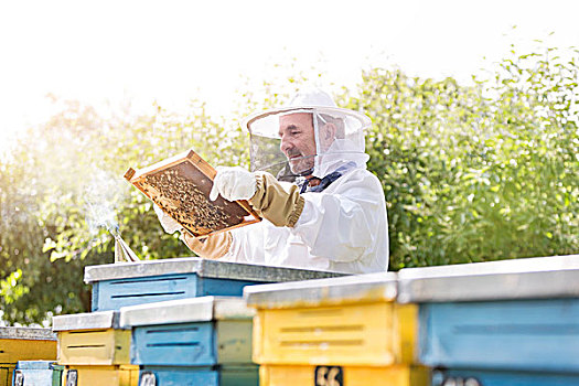 养蜂人,防护服,检查,蜜蜂,蜂窝