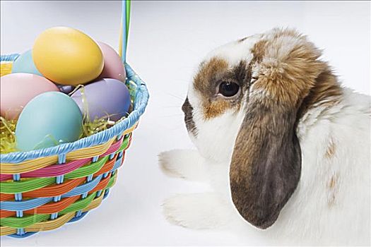 兔子,篮子,蛋