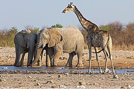 长颈鹿,大象,白云石,水潭,西部,埃托沙国家公园,纳米比亚,非洲