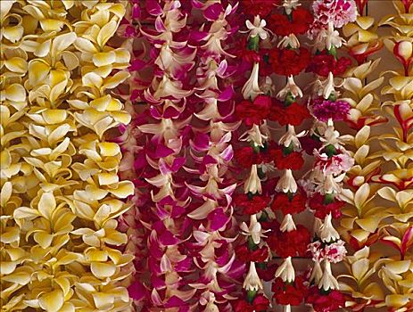 种类,夏威夷,花环,悬挂,鲜明,彩色,站立