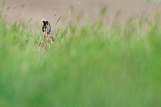欧洲野兔,成年,凝视,高草,北方,肯特郡,湿地,岛,英格兰,英国,欧洲