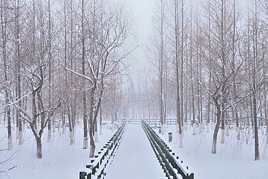 雪景