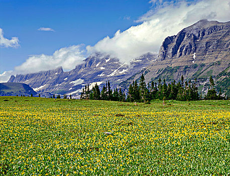 美国,蒙大拿,冰川国家公园,冰河,百合,开花,顶峰,园墙,大幅,尺寸
