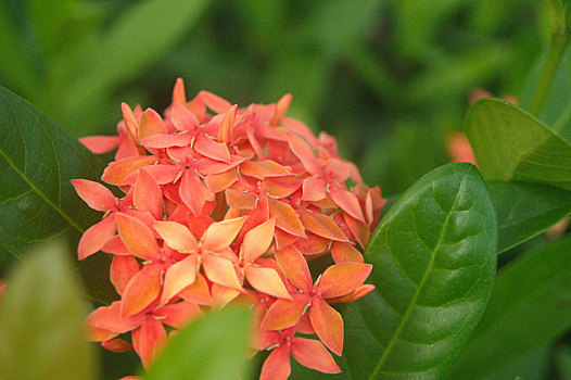 龙船花