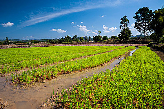 稻米,植物,水,耕作,稻田,北方,泰国,亚洲