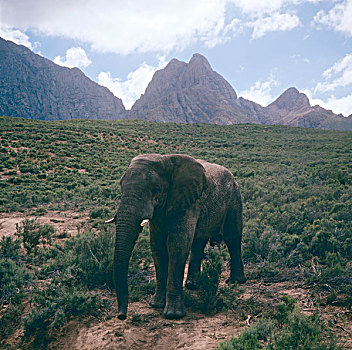 大象,自然保护区