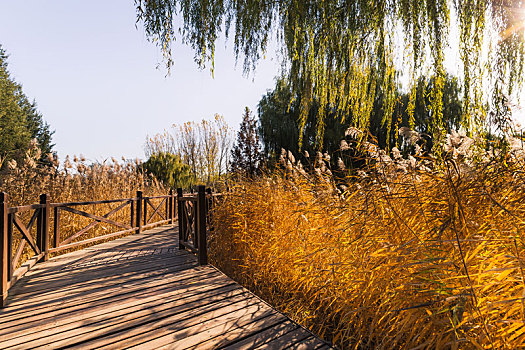 秋天公园里的木桥和变黄的芦苇