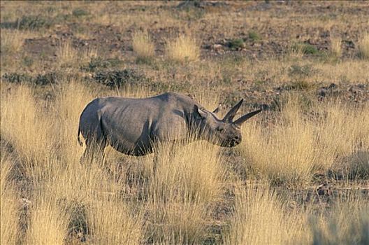 黑犀牛,达马拉兰,纳米布沙漠,纳米比亚