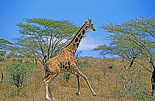 网纹长颈鹿,长颈鹿,成年,刺槐,公园,肯尼亚