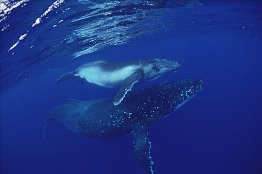 驼背鲸,大翅鲸属,鲸鱼,水下,汤加