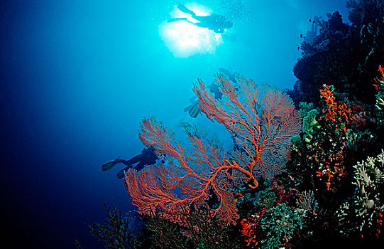 潜水者,珊瑚礁,科莫多国家公园,印度洋,印度尼西亚