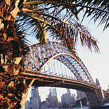 桥,城市,棕榈树,悉尼