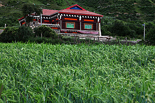 壤塘县风光