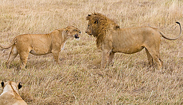 非洲,坦桑尼亚,勇敢,雌狮,雄性,靠近,斑马,杀,恩戈罗恩戈罗火山口