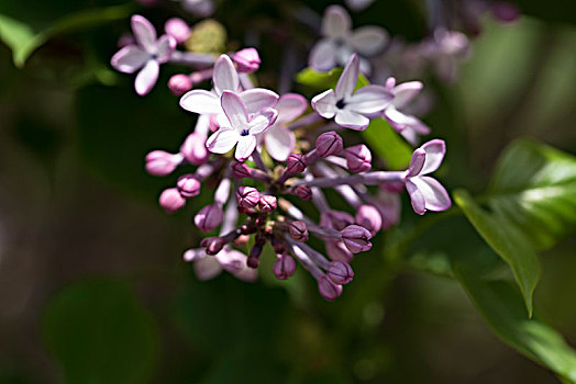 丁香花