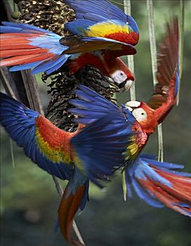 绯红金刚鹦鹉,三个,争斗,上方,棕榈果,哥斯达黎加