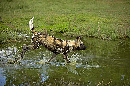 非洲野狗,非洲野犬属,水潭,纳米比亚