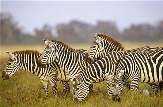 白氏斑马,斑马,牧群,放牧,安伯塞利国家公园,肯尼亚