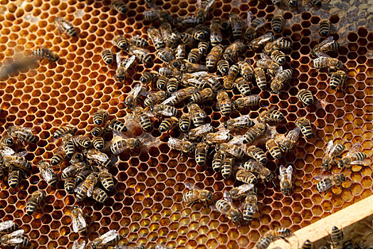 蜜蜂,蜂巢,德国,欧洲