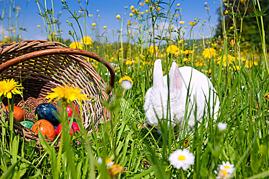 复活节兔子,蛋,草地,春天