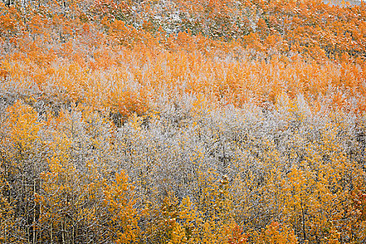 美国,科罗拉多,圣胡安山,白杨,暴风雪,画廊