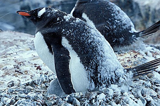 南极,积雪,巴布亚企鹅,巢穴,幼兽,幼禽,暴风雪,港口