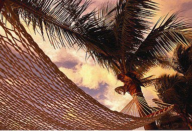 棕榈树吊床图片