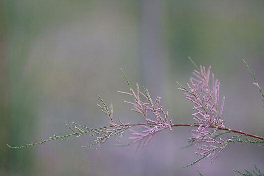 植物