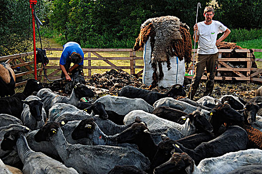 绵羊,协助,拿着,恶徒,新鲜,正面,包,毛织品,中间,梅克伦堡前波莫瑞州,德国,欧洲
