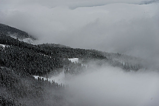 积雪,树,雾状,树林,惠斯勒,不列颠哥伦比亚省,加拿大