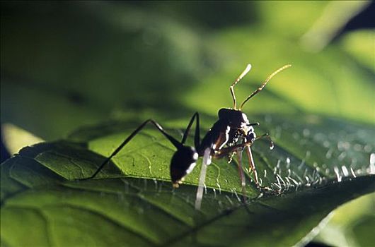 蚂蚁,山谷,巴西