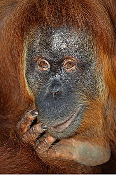 特写,猩猩,古农列尤择国家公园,苏门答腊岛,印度尼西亚
